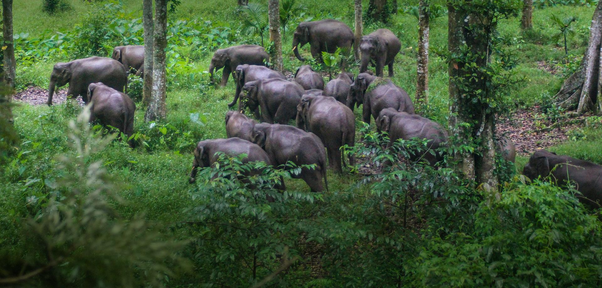 Amidst the home of elephants, coffee blooms in abundance - Tata Coffee